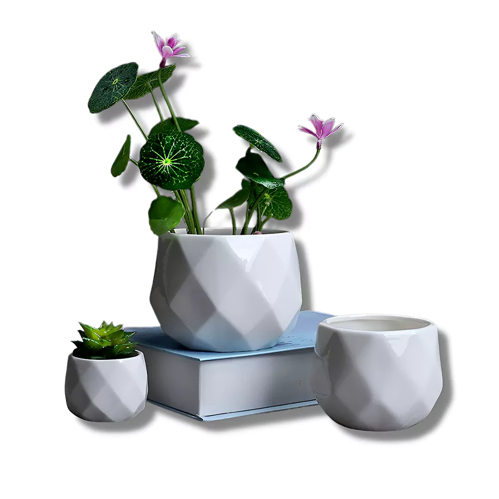 cache pot ceramique blanc succulentes